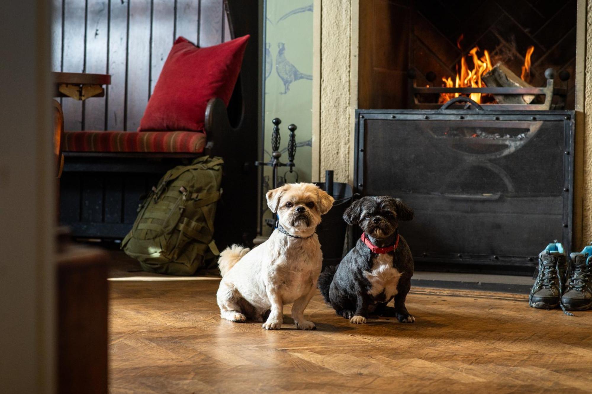 The Millstone, Mellor Hotel Blackburn  Kültér fotó Dogs at the Inn